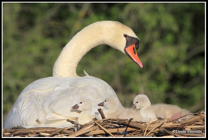 Couvée de cygnes